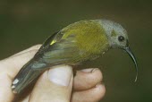 Grey-hooded sunbird being held for identification Adult,Flying,Tropical,primigenia,Aves,Aethopyga,Animalia,Terrestrial,Nectariniidae,Asia,Passeriformes,Chordata,Omnivorous,Near Threatened,IUCN Red List