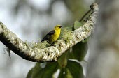 Yellow-headed brush-finch perched on branch Species in habitat shot,Habitat,Adult,Atlapetes,Emberizidae,flaviceps,Animalia,Chordata,Scrub,Omnivorous,Flying,Aves,Passeriformes,Endangered,Terrestrial,South America,IUCN Red List