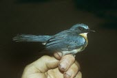 Palawan blue-flycatcher being held for identification Adult,Chordata,Cyornis,Muscicapidae,Asia,Rainforest,Sub-tropical,Aves,Arboreal,Flying,Animalia,Carnivorous,Near Threatened,lemprieri,Passeriformes,IUCN Red List