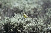 Sharpe's longclaw Adult,Aves,Carnivorous,Animalia,Savannah,sharpei,Passeriformes,Macronyx,Motacillidae,Flying,Chordata,Africa,Endangered,IUCN Red List