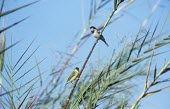 Kilombero weaver (bottom) with sparrow Adult,Flying,Omnivorous,Ploceidae,Africa,burnieri,Passeriformes,Vulnerable,Chordata,Ploceus,Animalia,Aves,Temporary water,Terrestrial,IUCN Red List