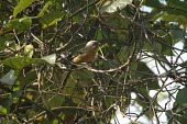 Black-crowned barwing Adult,Passeriformes,Sub-tropical,Chordata,Mountains,Animalia,Taiga,sodangorum,Actinodura,Timaliidae,Flying,Tropical,Grassland,Aves,Vulnerable,Asia,Agricultural,IUCN Red List