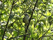 Pale-headed brush-finch in tree Adult,Critically Endangered,Passeriformes,Emberizidae,South America,Chordata,Atlapetes,Aves,Scrub,Omnivorous,Animalia,pallidiceps,Flying,IUCN Red List,Endangered