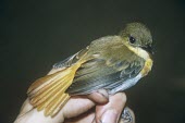 Palawan flycatcher Adult,Arboreal,platenae,Muscicapidae,Asia,Passeriformes,Ficedula,Vulnerable,Carnivorous,Animalia,Forest,Aves,Chordata,Flying,IUCN Red List