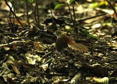 Long-tailed fantail taking off Species in habitat shot,Habitat,Locomotion,Flying,Take-off,Adult,Passeriformes,Near Threatened,Tropical,Asia,Animalia,opistherythra,Aves,Rhipiduridae,Terrestrial,Rhipidura,Chordata,Carnivorous,IUCN Re