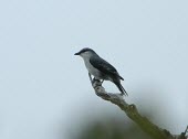 Mauritius cuckoo-shrike Adult,Africa,Flying,typica,Campephagidae,Animalia,Vulnerable,Terrestrial,Passeriformes,Sub-tropical,Carnivorous,Chordata,Coracina,Tropical,Aves,IUCN Red List