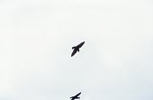 African river-martins in flight Flying,Locomotion,Chordata,Africa,Animalia,Hirundinidae,Carnivorous,Pseudochelidon,Aves,Ponds and lakes,Streams and rivers,Passeriformes,Data Deficient,eurystomina,IUCN Red List