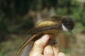 Cinnamon-tailed fantail being held for identification Adult,Aves,Birds,Perching Birds,Passeriformes,Rhipiduridae,Chordates,Chordata,Animalia,Carnivorous,Near Threatened,Asia,Forest,Mangrove,Rhipidura,fuscorufa,Terrestrial,Flying,IUCN Red List