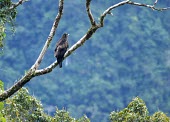 Gurney's eagle on a branch Habitat,Species in habitat shot,Rainforest,Aves,Falconiformes,CITES,Chordata,Animalia,IUCN Red List,Appendix II,Aquila,Flying,Carnivorous,Near Threatened,Terrestrial,Tropical,Agricultural,Australia,Ac