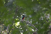 Superb pitta in tree Adult,Chordata,Carnivorous,Vulnerable,Terrestrial,Pitta,Passeriformes,Aves,IUCN Red List,Pittidae,Forest,Animalia,Asia