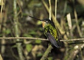 Dusky starfrontlet perched on a branch Species in habitat shot,Adult,Habitat,Scrub,Apodiformes,Coeligena,Chordata,Animalia,Critically Endangered,Flying,Omnivorous,Trochilidae,Sub-tropical,South America,Appendix II,Aves,IUCN Red List