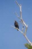 Cuban black hawk perched in tree Adult,Chordates,Chordata,Ciconiiformes,Herons Ibises Storks and Vultures,Accipitridae,Hawks, Eagles, Kites, Harriers,Aves,Birds,Animalia,Near Threatened,Wetlands,Flying,Carnivorous,Appendix II,North A