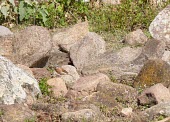 Socotra bunting among rocks Species in habitat shot,Habitat,Adult,Emberizidae,Chordata,Sub-tropical,Rock,socotrana,Vulnerable,Flying,Grassland,Emberiza,Asia,Passeriformes,Terrestrial,Herbivorous,Aves,Animalia,Scrub,IUCN Red List