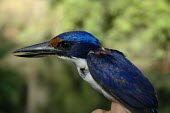 Rufous-lored kingfisher Adult,Terrestrial,Asia,Coraciiformes,Aves,Flying,Tropical,Carnivorous,Vulnerable,winchelli,Todirhamphus,Chordata,Animalia,Alcedinidae,Sub-tropical,IUCN Red List