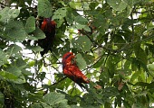 Blue-streaked lories in a tree Adult,Species in habitat shot,Habitat,Appendix II,Psittacidae,reticulata,Psittaciformes,Chordata,Near Threatened,Asia,Aves,Sub-tropical,Flying,Animalia,Eos,Agricultural,Herbivorous,IUCN Red List