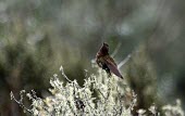 Violet-throated metaltail perched in bush Adult,Apodiformes,Flying,Trochilidae,baroni,Endangered,Appendix II,Animalia,South America,Rainforest,Chordata,Aves,Herbivorous,Metallura,IUCN Red List