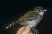 Sooty-capped babbler being held for identification Adult,Malacopteron,Arboreal,Animalia,Agricultural,Passeriformes,Tropical,Timaliidae,Wetlands,Carnivorous,affine,Flying,Near Threatened,Aves,Asia,Sub-tropical,Chordata,IUCN Red List