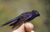 Male royal sunangel, side view Adult,Scrub,Chordata,Trochilidae,Omnivorous,South America,Apodiformes,Animalia,Heliangelus,Endangered,Flying,Aves,Appendix II,regalis,Sub-tropical,IUCN Red List