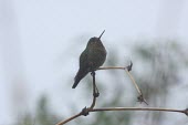 Neblina metaltail Adult,Sub-tropical,Appendix II,Aves,Herbivorous,Least Concern,South America,Metallura,Trochilidae,Flying,Chordata,Apodiformes,Tropical,Animalia,odomae,IUCN Red List