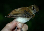 Little slaty flycatcher Adult,Asia,Tropical,basilanica,Chordata,Passeriformes,Flying,Muscicapidae,Aves,Terrestrial,Animalia,Sub-tropical,Ficedula,Vulnerable,Carnivorous,IUCN Red List