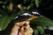 Rufous-chested flycatcher being held for identification Adult,Animalia,Ficedula,Muscicapidae,Australia,Flying,Sub-tropical,dumetoria,Chordata,Passeriformes,Arboreal,Asia,Aves,Tropical,Near Threatened,Carnivorous,IUCN Red List