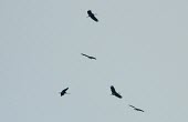 Storm's storks in flight Flying,Locomotion,Terrestrial,Animalia,stormi,Aves,Endangered,Chordata,Ciconia,Ciconiiformes,Carnivorous,Asia,Ciconiidae,IUCN Red List