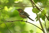 Tinian monarch on a branch Habitat,Adult,Species in habitat shot,Australia,Flying,Chordata,Pacific,Vulnerable,Monarcha,Carnivorous,Passeriformes,Animalia,IUCN Red List,Forest,Terrestrial,Monarchidae,Aves