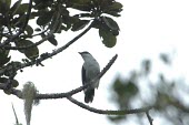 Mauritius cuckoo-shrike, ventral view Adult,Africa,Flying,typica,Campephagidae,Animalia,Vulnerable,Terrestrial,Passeriformes,Sub-tropical,Carnivorous,Chordata,Coracina,Tropical,Aves,IUCN Red List