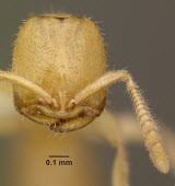 Dracula ant, head detail Tropical,Terrestrial,Africa,Formicidae,venatrix,Critically Endangered,Hymenoptera,Adetomyrma,Carnivorous,Insecta,Arthropoda,Animalia,IUCN Red List