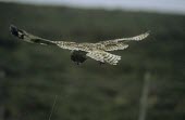 Short-eared owl in flight, scanning the ground for prey Flying,Locomotion,Adult,Hunting behaviour,Feeding,Gliding,Owls,Strigiformes,True Owls,Strigidae,Aves,Birds,Chordates,Chordata,Animalia,Terrestrial,Appendix II,Carnivorous,Least Concern,Agricultural,As