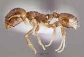 Slave-making ant, preserved specimen Arthropoda,Arthropods,Sawflies, Ants, Wasps, Bees,Hymenoptera,Insects,Insecta,Ants,Formicidae,Animalia,IUCN Red List,Herbivorous,Protomognathus,Terrestrial,North America,Forest,Vulnerable