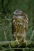 Northern goshawk portrait Adult,Accipitridae,Hawks, Eagles, Kites, Harriers,Aves,Birds,Chordates,Chordata,Ciconiiformes,Herons Ibises Storks and Vultures,gentilis,North America,Falconiformes,Flying,Appendix II,Animalia,Asia,Te