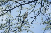 Ethiopian bush-crow in tree Adult,Passeriformes,Aves,Zavattariornis,Semi-desert,Animalia,Corvidae,Chordata,Endangered,Savannah,Flying,Carnivorous,stresemanni,Africa,IUCN Red List