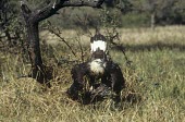 Pallas's fish-eagle on ground Adult,Appendix II,Asia,Terrestrial,Chordata,Wetlands,Ponds and lakes,Arboreal,Carnivorous,Aves,Accipitridae,Vulnerable,Streams and rivers,Animalia,leucoryphus,Haliaeetus,Flying,Temperate,Mountains,Fal