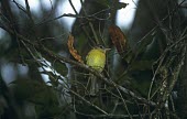 Appert's greenbul perched Adult,Chordata,Flying,Animalia,Sylviidae,Vulnerable,Bernieria,Africa,Aves,apperti,Carnivorous,Tropical,Passeriformes,Sub-tropical,IUCN Red List