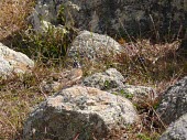 Socotra bunting, rear view Species in habitat shot,Adult,Habitat,Emberizidae,Chordata,Sub-tropical,Rock,socotrana,Vulnerable,Flying,Grassland,Emberiza,Asia,Passeriformes,Terrestrial,Herbivorous,Aves,Animalia,Scrub,IUCN Red List