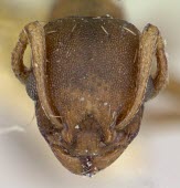 Temnothorax duloticus specimen, close-up of head Ants,Formicidae,Arthropoda,Arthropods,Insects,Insecta,Sawflies, Ants, Wasps, Bees,Hymenoptera,Temnothorax,Animalia,North America,Terrestrial,IUCN Red List,Omnivorous,Vulnerable