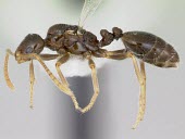 Monomorium talbotae specimen, side view Terrestrial,Arthropoda,Animalia,IUCN Red List,Vulnerable,Hymenoptera,Omnivorous,Formicidae,Monomorium,North America,Insecta