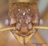 Pseudoatta argentina specimen, head detail April Nobile / CAS / www.antweb.org IUCN Red List,Pseudoatta,Vulnerable,Insecta,Hymenoptera,Formicidae,Terrestrial,South America,Arthropoda,Animalia