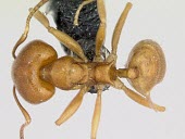 Sri Lankan relict ant specimen, dorsal view Critically Endangered,Asia,Formicidae,Hymenoptera,simoni,Terrestrial,Insecta,Aneuretus,Animalia,Herbivorous,Forest,Arthropoda,IUCN Red List