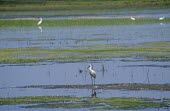 Eurasian spoonbill in wetland habitat Freshwater,Species in habitat shot,Wetlands,Habitat,Adult,Carnivorous,Least Concern,Asia,Estuary,Mangrove,Threskiornithidae,Africa,Animalia,leucorodia,Flying,Ciconiiformes,Chordata,Platalea,Salt marsh