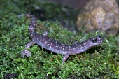 Imperial cave salamander on moss Adult,Temperate,Amphibia,Animalia,Carnivorous,Near Threatened,Chordata,Plethodontidae,Caudata,imperialis,Speleomantes,Europe,Rock,Terrestrial,IUCN Red List