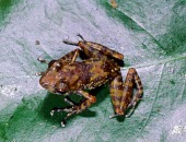 Gephyromantis silvanus, dorsal view Adult,Mantellidae,Terrestrial,Africa,Streams and rivers,silvanus,Amphibia,Riparian,Gephyromantis,Wetlands,Animalia,Aquatic,Endangered,Anura,Chordata,Sub-tropical,IUCN Red List