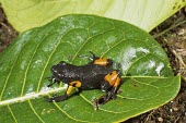 Harlequin mantella on a leaf Appendix II,Amphibia,Terrestrial,Mountains,Chordata,Forest,Animalia,Critically Endangered,Streams and rivers,Anura,Aquatic,Africa,Carnivorous,Mantella,Mantellidae,Savannah