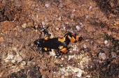 Dorsal view of a harlequin mantella Appendix II,Amphibia,Terrestrial,Mountains,Chordata,Forest,Animalia,Critically Endangered,Streams and rivers,Anura,Aquatic,Africa,Carnivorous,Mantella,Mantellidae,Savannah