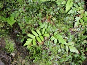 Young Boyd's maidenfern Immature form,Terrestrial,Rainforest,boydiae,Endangered,Plantae,Blechnales,Thelypteridaceae,Fresh water,Polypodiophyta,North America,Christella,Polypodiopsida,IUCN Red List