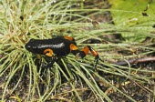 Harlequin mantella Appendix II,Amphibia,Terrestrial,Mountains,Chordata,Forest,Animalia,Critically Endangered,Streams and rivers,Anura,Aquatic,Africa,Carnivorous,Mantella,Mantellidae,Savannah