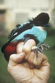 Azure-breasted pitta, in hand Adult,Vulnerable,Pitta,Aves,Asia,Animalia,steerii,Carnivorous,Passeriformes,Terrestrial,Pittidae,Sub-tropical,Chordata,IUCN Red List