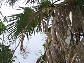 Pritchardia lanaiensis Mature form,Endangered,Pritchardia,North America,Photosynthetic,Palmae,Terrestrial,Tracheophyta,IUCN Red List,Plantae,Arecales,Forest,Liliopsida