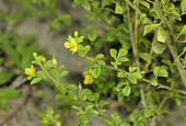 Asian spiderflower in flower Mature form,Flower,Leaves,Australia,Plantae,Terrestrial,Europe,Capparales,Asia,Photosynthetic,Cleome,Africa,Capparaceae,Magnoliopsida,Tracheophyta